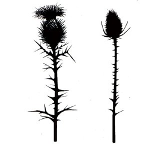 Lavinia - Clear Stamp - Thistles