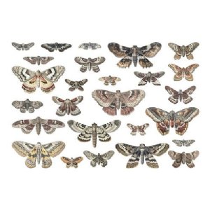 Idea-ology - Tim Holtz - Halloween - Transparencies - Moths